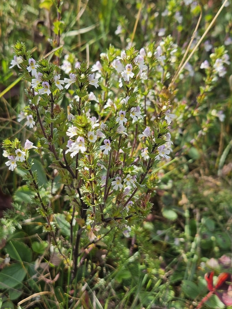 Common Eyebright photo 8