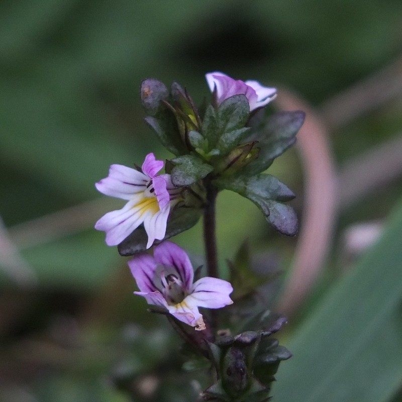 Euphrasia nemorosa subsp. coerulea