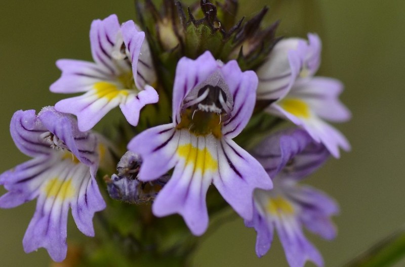 Euphrasia nemorosa subsp. coerulea photo 2