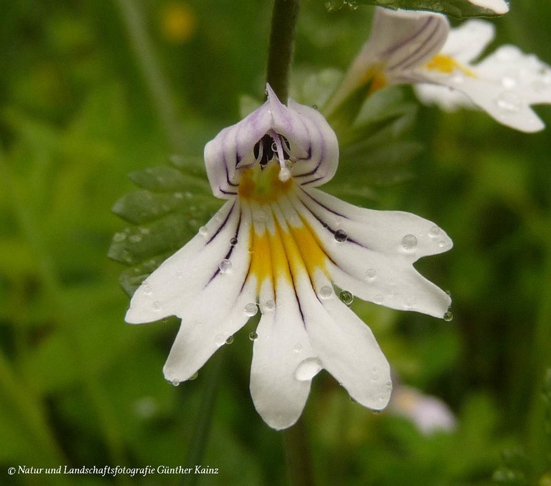 Euphrasia nemorosa subsp. nemorosa
