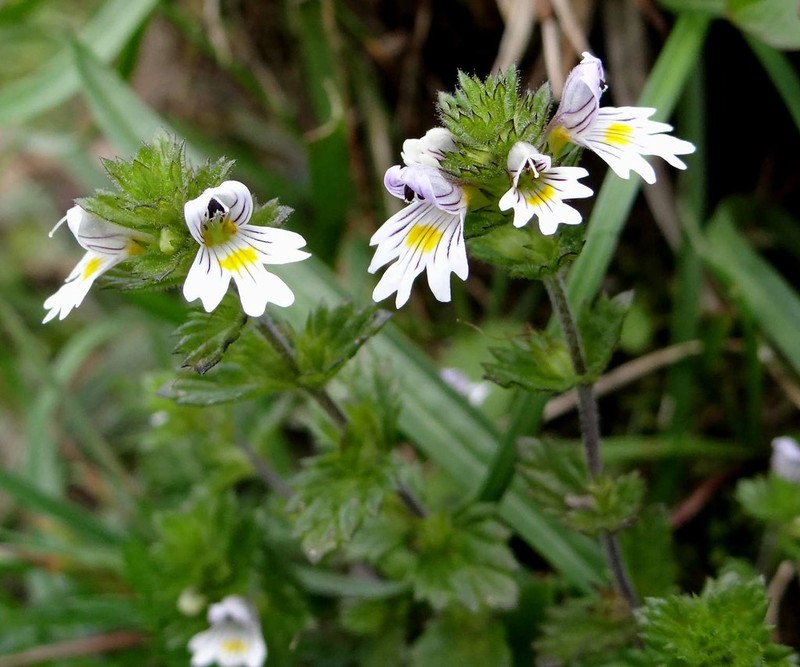 Euphrasia nemorosa subsp. nemorosa photo 2