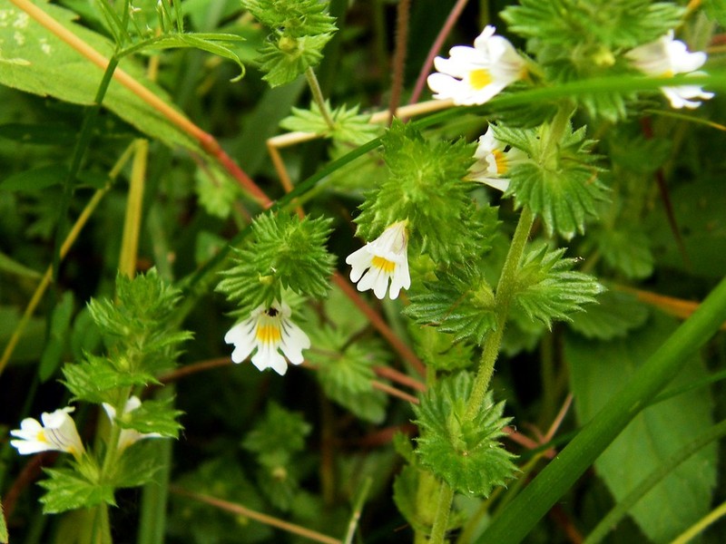 Euphrasia nemorosa subsp. nemorosa photo 3