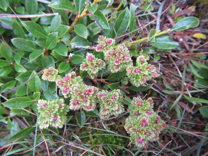 Oakes' Eyebright