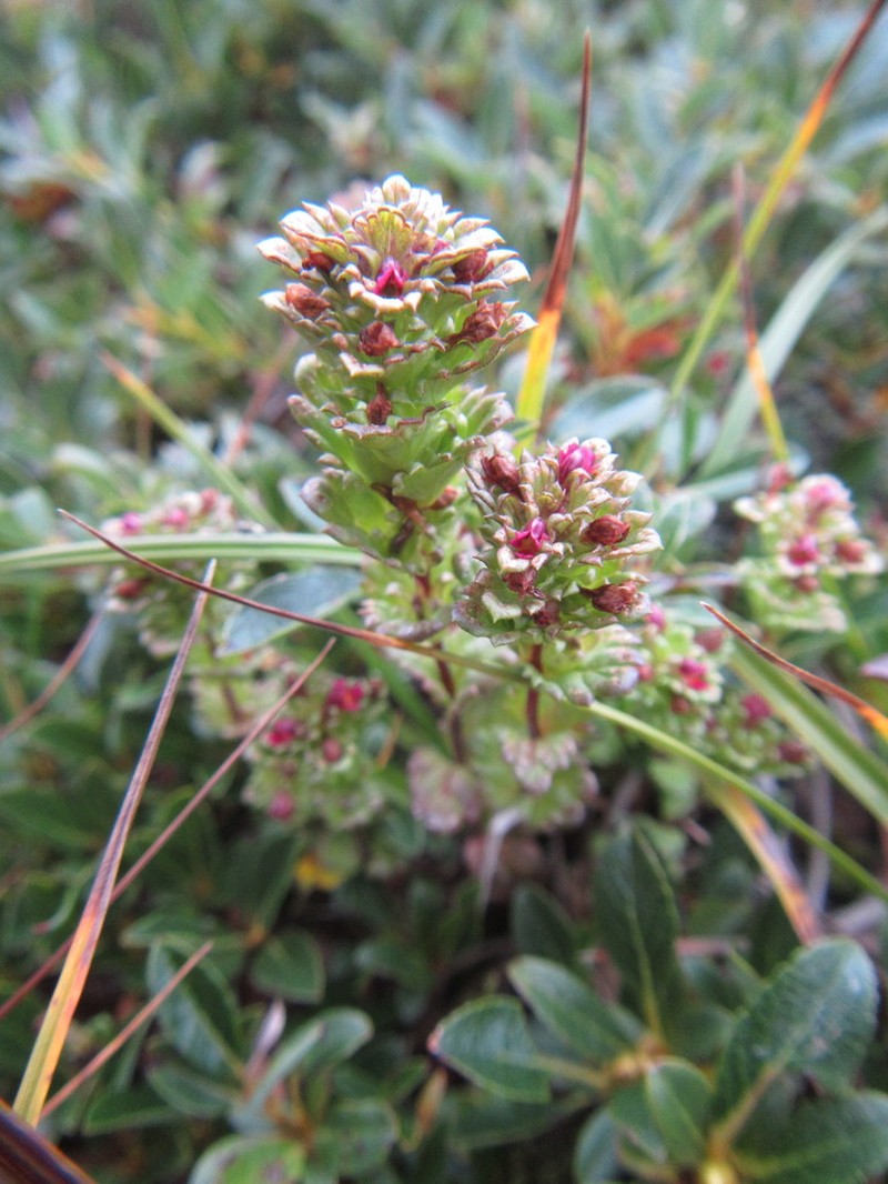 Oakes' Eyebright photo 2