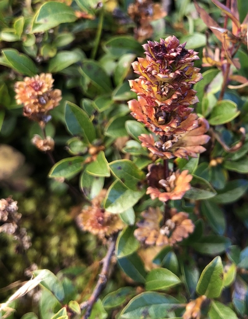 Oakes' Eyebright photo 4