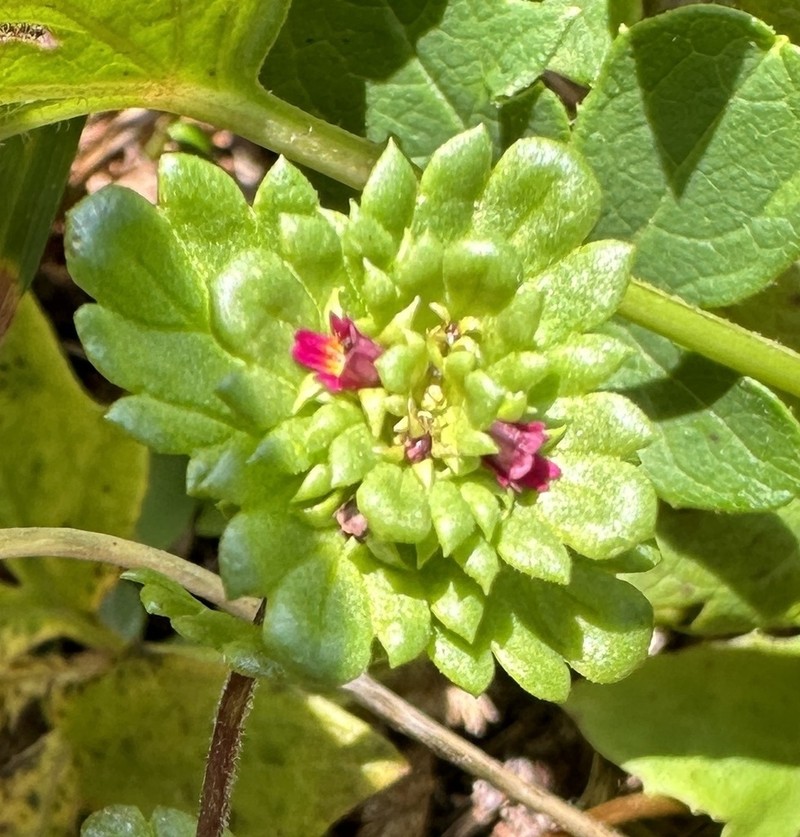 Oakes' Eyebright photo 5