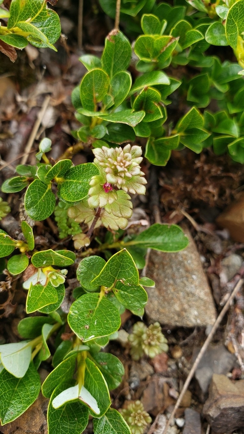 Oakes' Eyebright photo 6