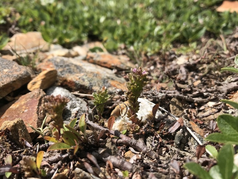 Oakes' Eyebright photo 7