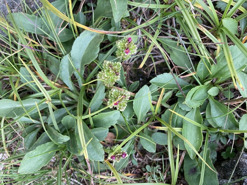 Oakes' Eyebright photo 8