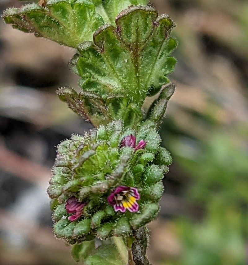 Euphrasia oakesii var. williamsii