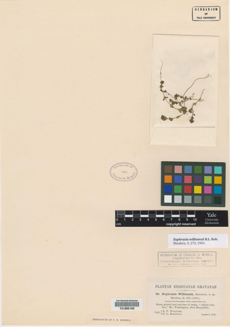 Euphrasia oakesii var. williamsii photo 2