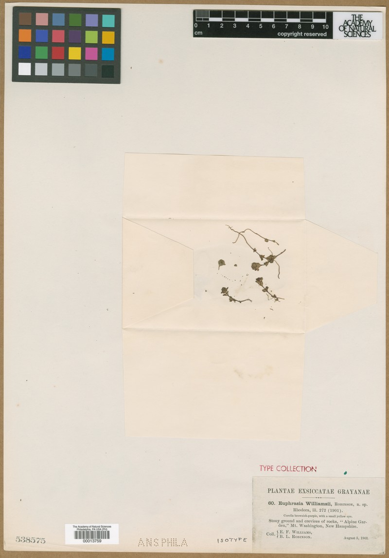 Euphrasia oakesii var. williamsii photo 3