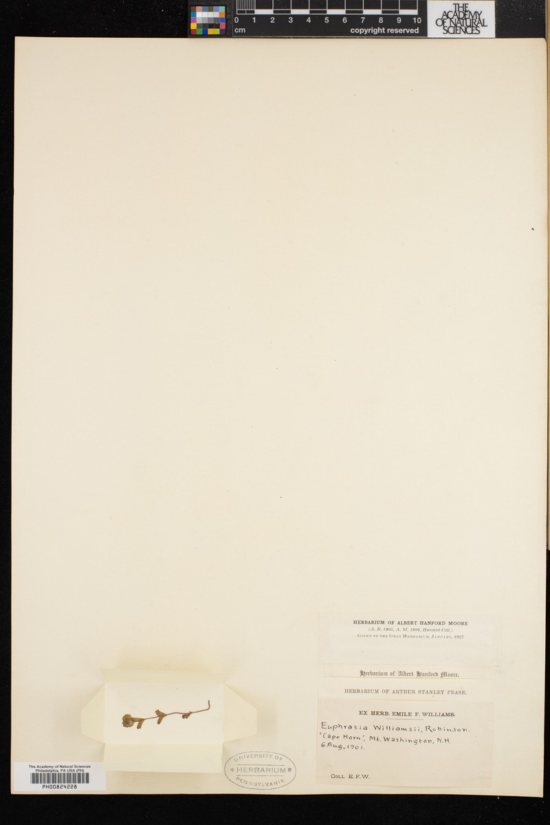 Euphrasia oakesii var. williamsii photo 4
