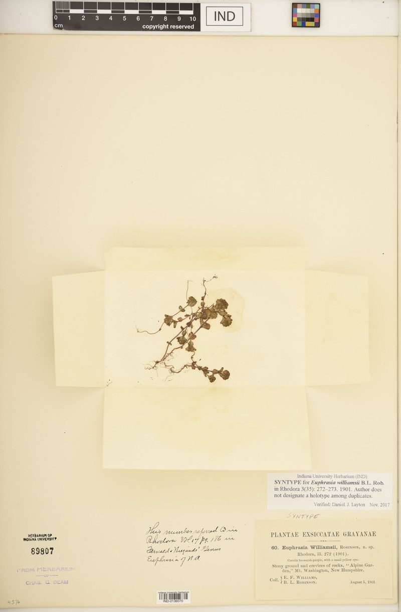 Euphrasia oakesii var. williamsii photo 5