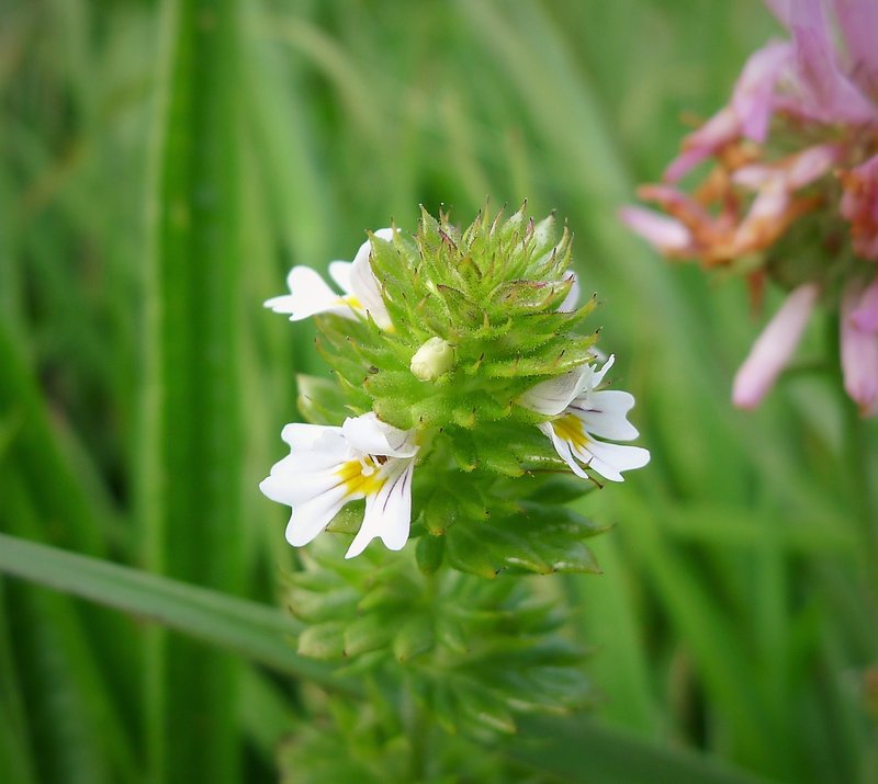 Euphrasia officinalis