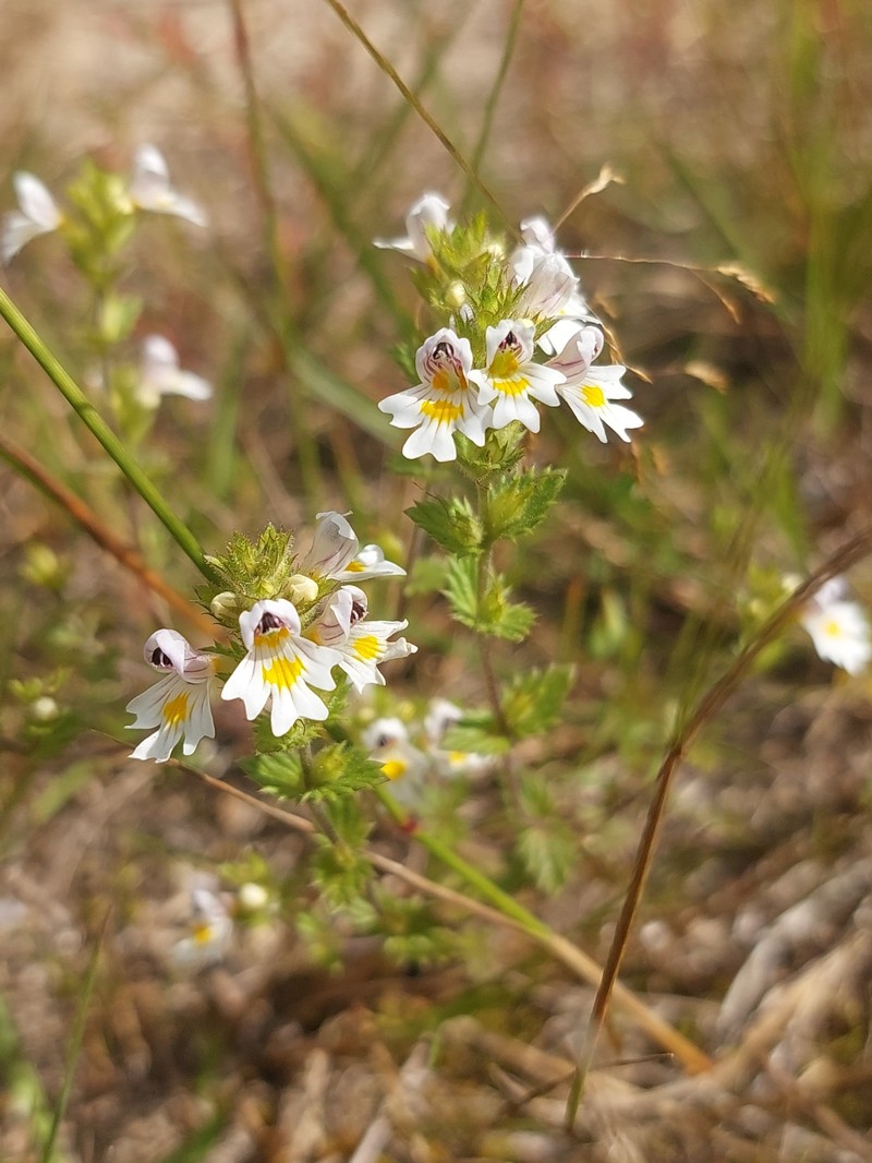 Euphrasia officinalis subsp. officinalis