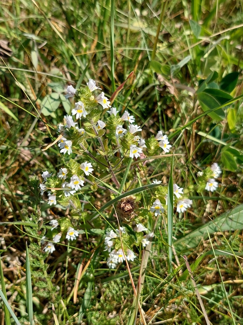 Euphrasia officinalis subsp. officinalis photo 2