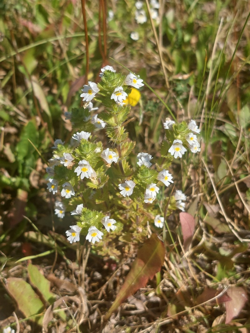 Euphrasia officinalis subsp. officinalis photo 3