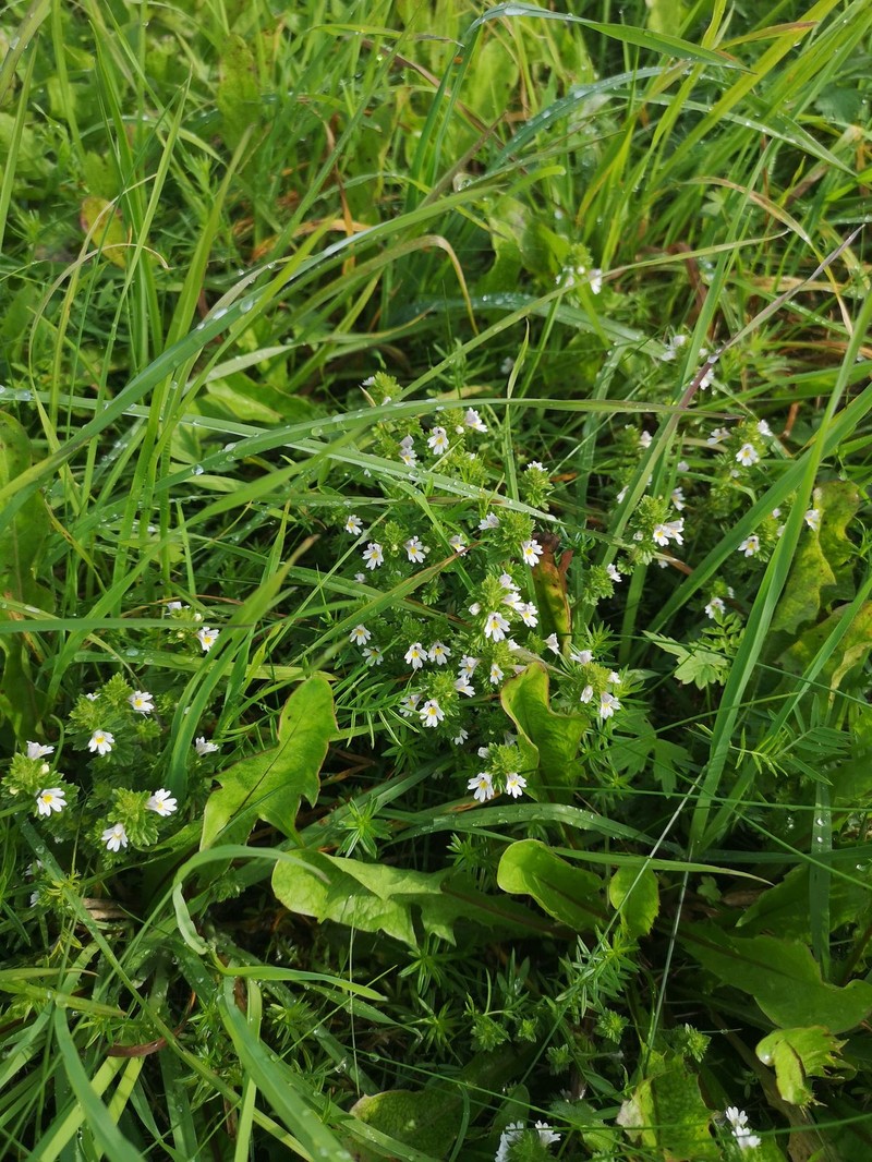 Euphrasia officinalis subsp. officinalis photo 4