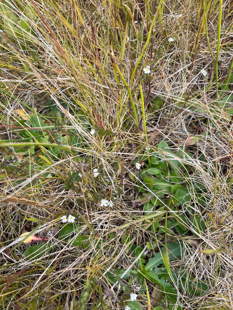 Euphrasia officinalis subsp. pratensis photo 2