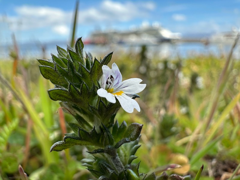 Euphrasia officinalis subsp. pratensis photo 3