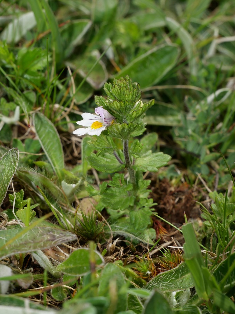 Euphrasia officinalis subsp. pratensis photo 4