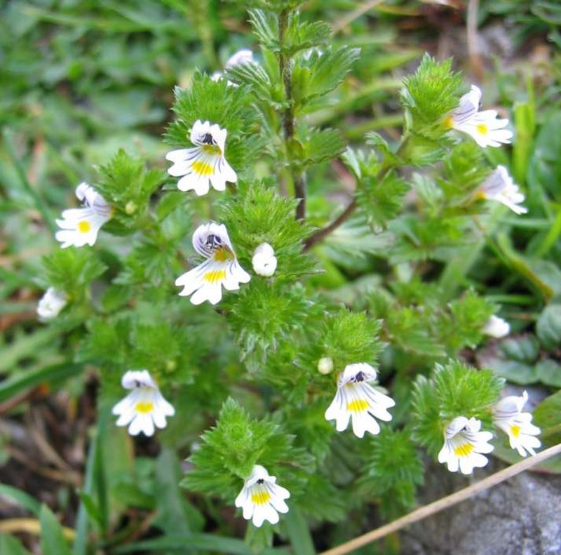 Euphrasia officinalis subsp. pratensis