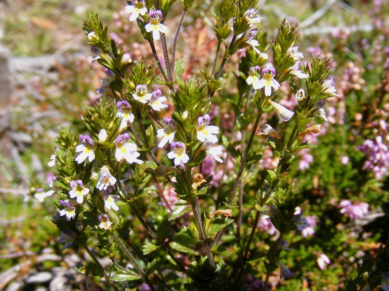 Euphrasia officinalis subsp. pratensis photo 5