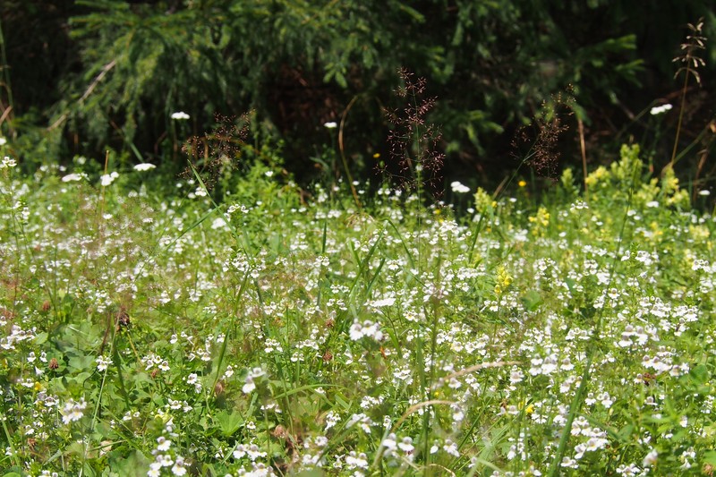 Euphrasia officinalis subsp. pratensis photo 6