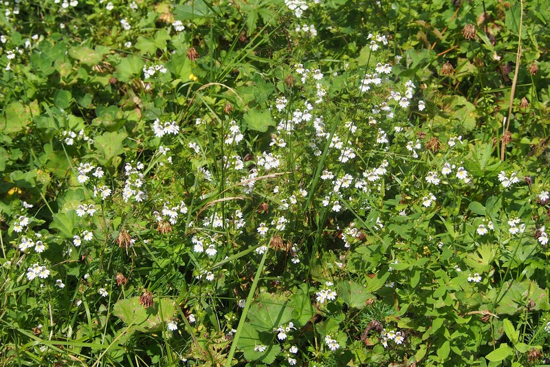 Euphrasia officinalis subsp. pratensis photo 7