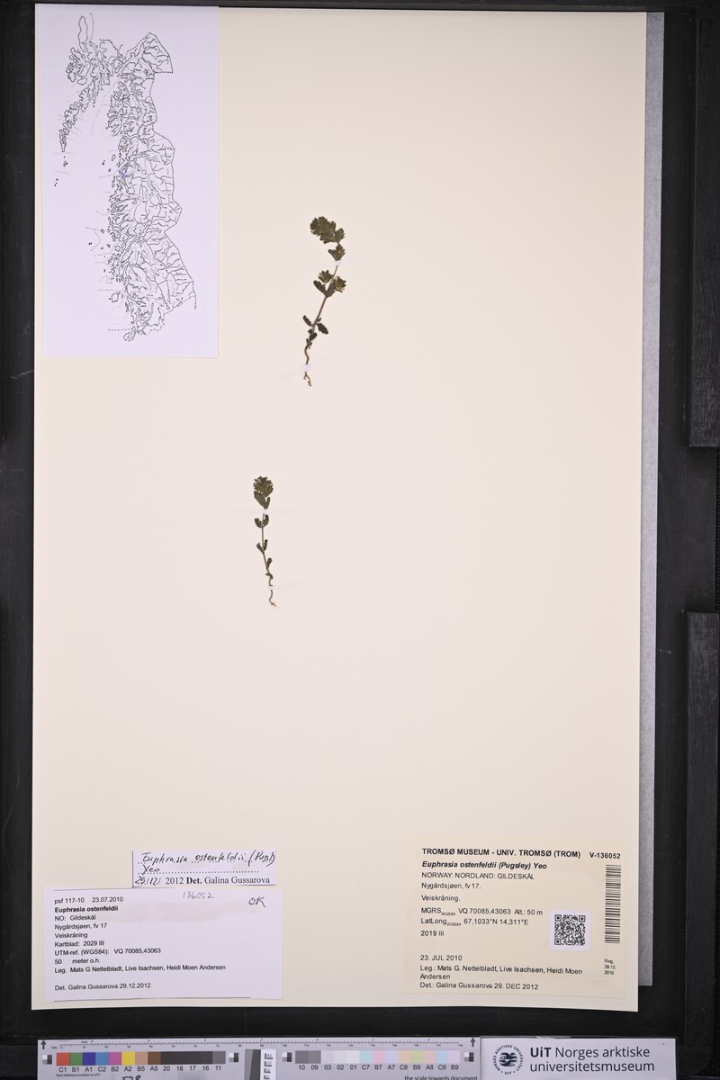 Euphrasia ostenfeldii