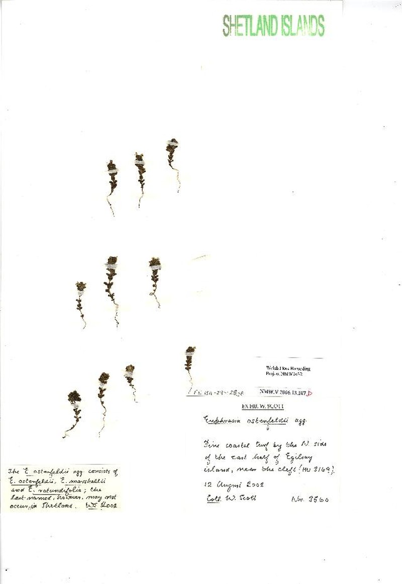 Euphrasia ostenfeldii photo 2