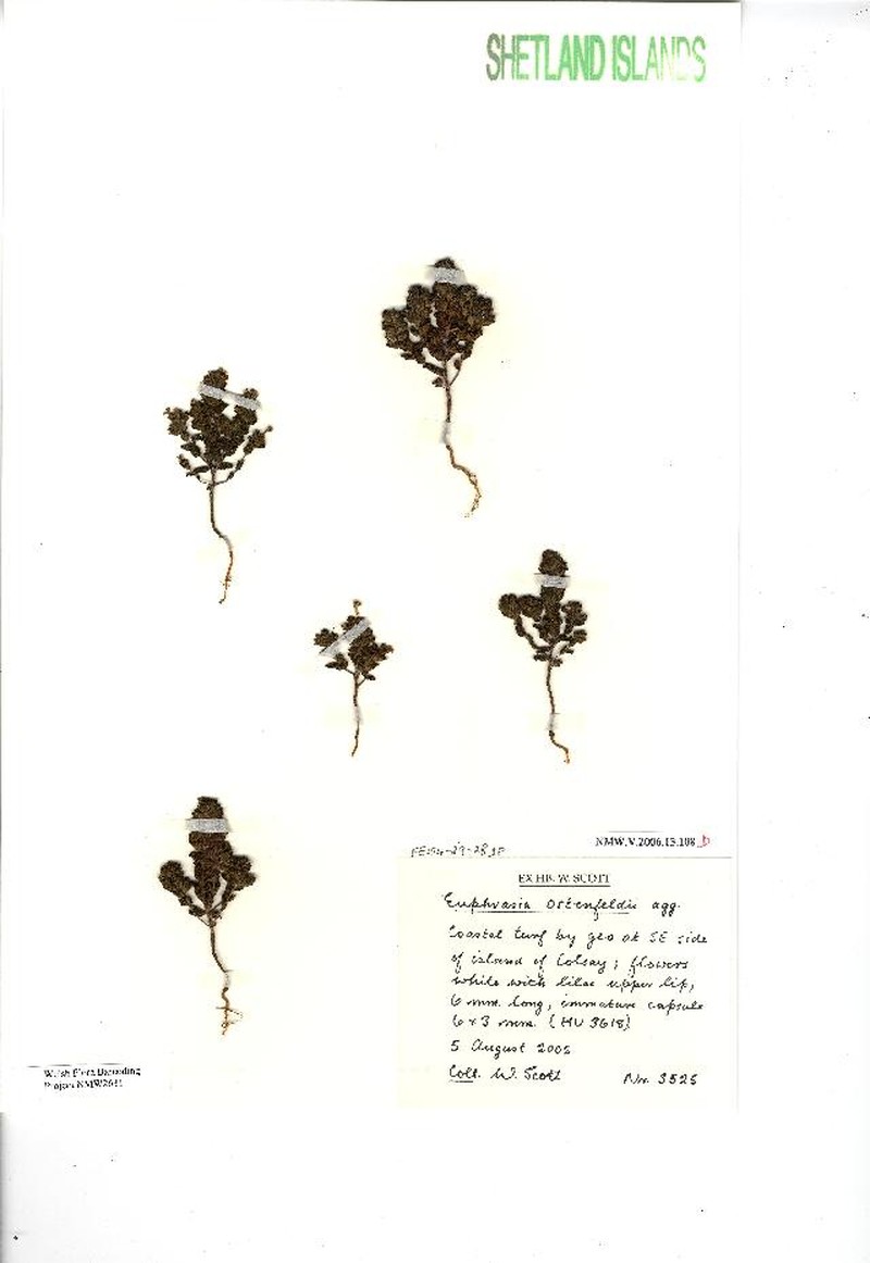 Euphrasia ostenfeldii photo 3