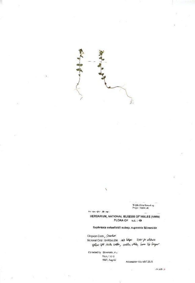 Euphrasia ostenfeldii photo 4