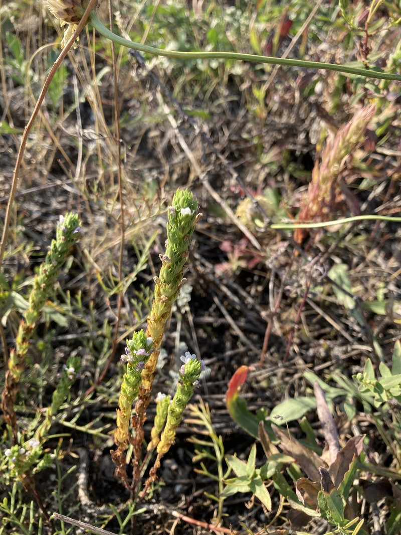 Euphrasia pectinata subsp. pectinata