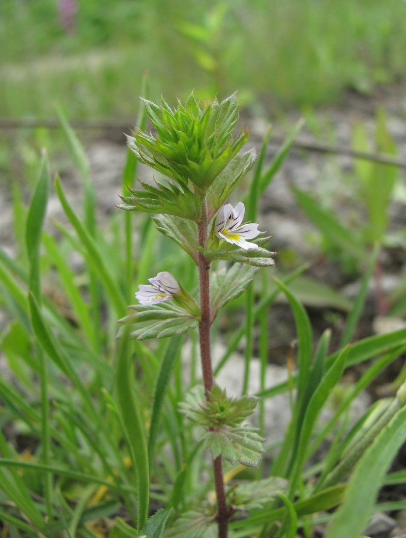 Euphrasia pectinata subsp. pectinata photo 2