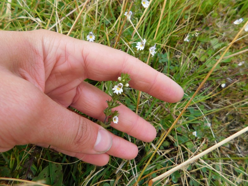 Euphrasia pectinata subsp. pectinata photo 3