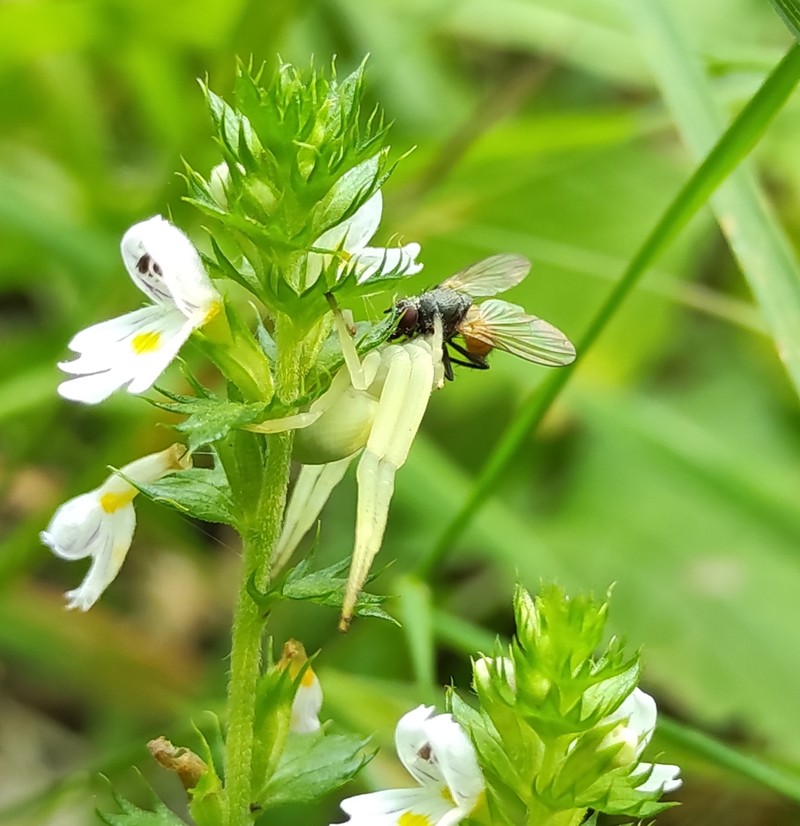 Euphrasia pectinata subsp. pectinata photo 4