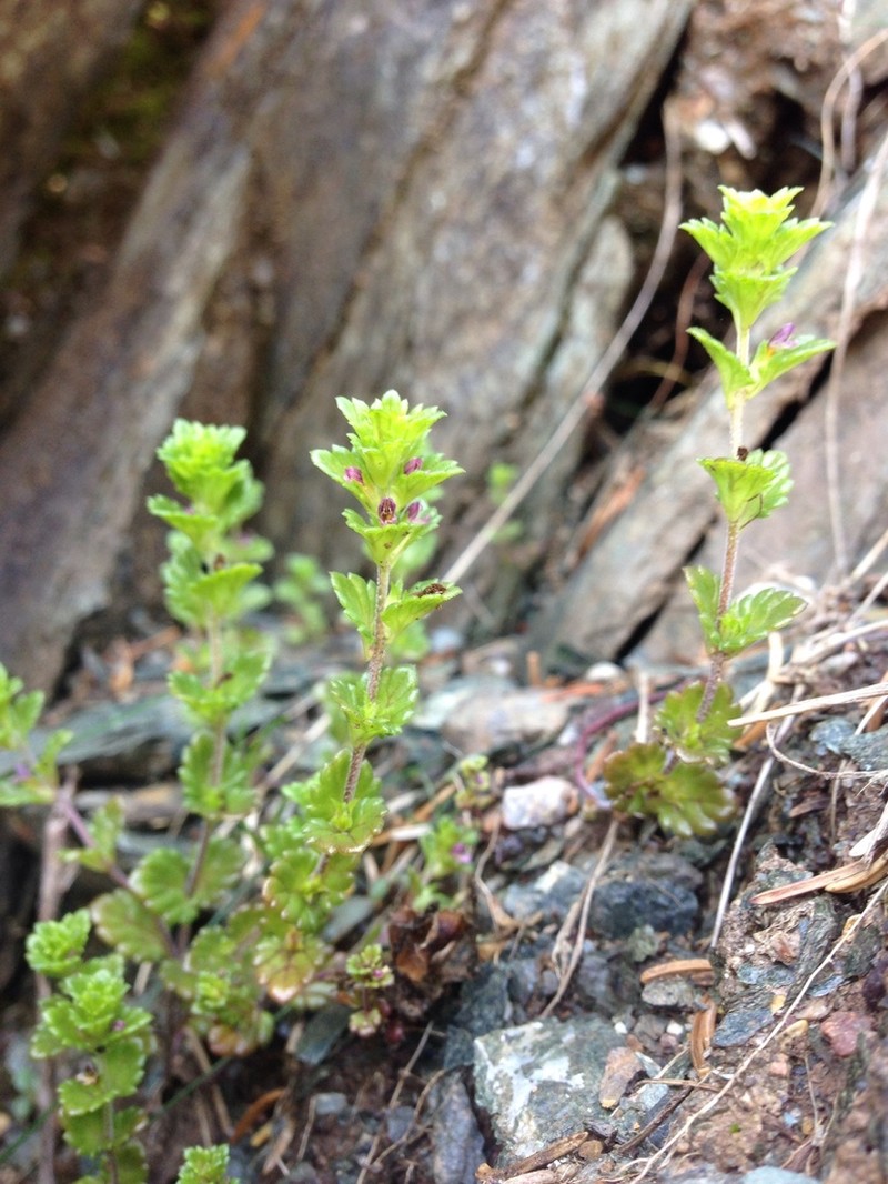 Small Eyebright