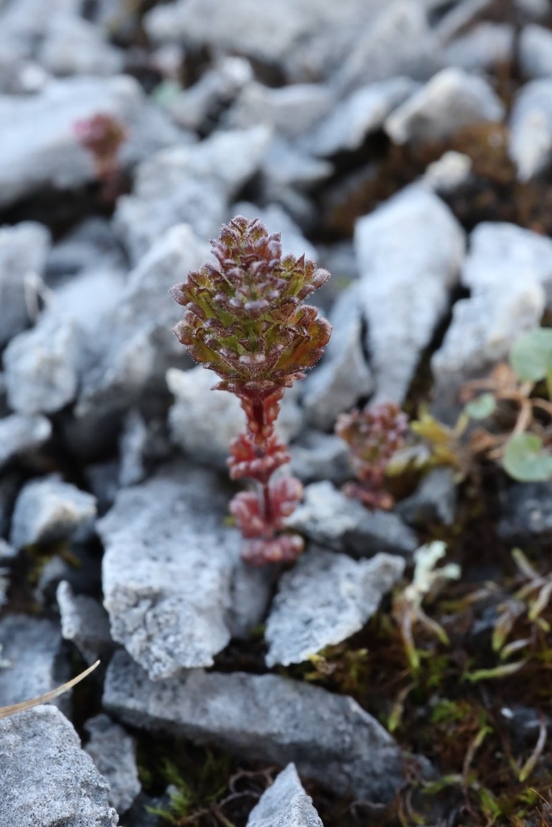 Small Eyebright photo 2