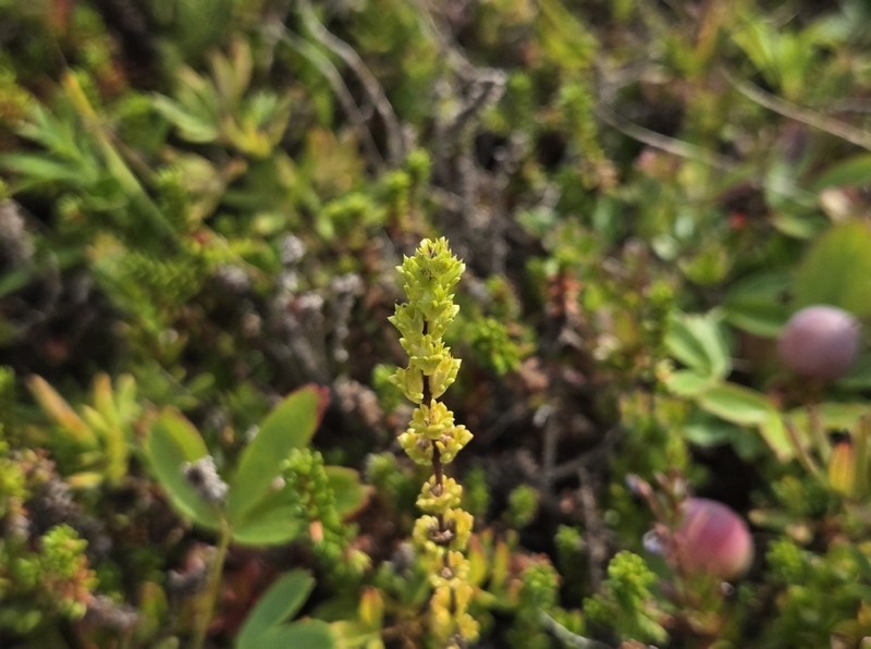 Small Eyebright photo 3