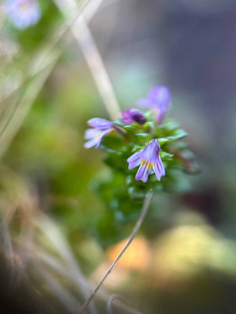 Small Eyebright photo 4