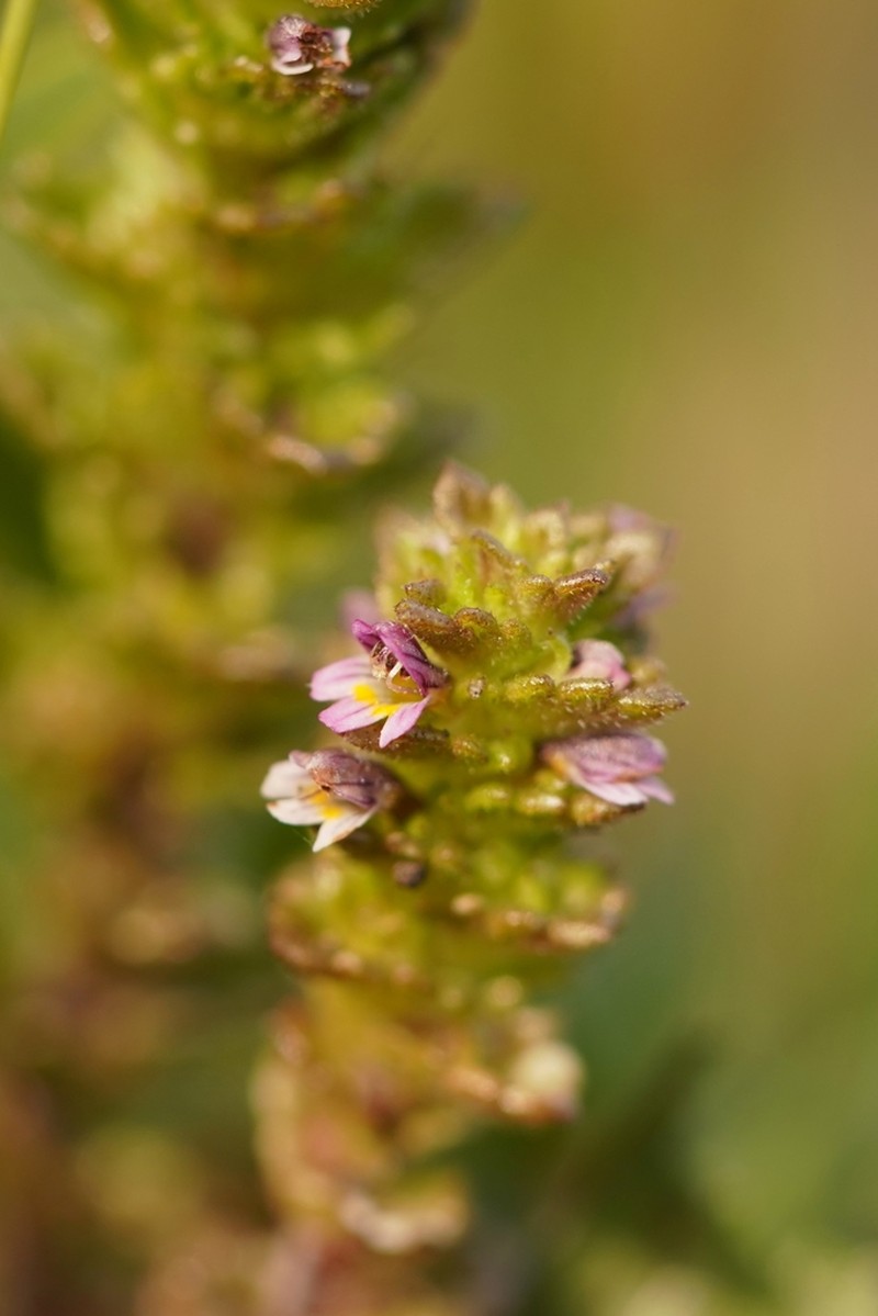 Small Eyebright photo 5