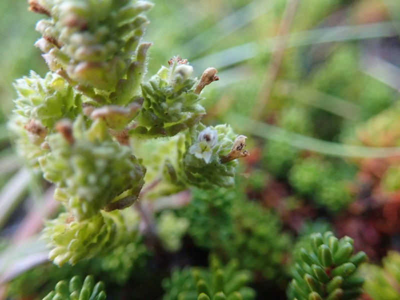 Small Eyebright photo 6