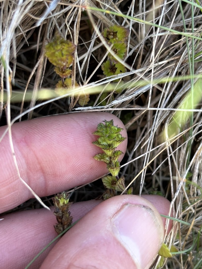 Small Eyebright photo 7