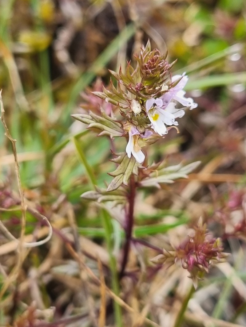 Euphrasia salisburgensis var. hibernica