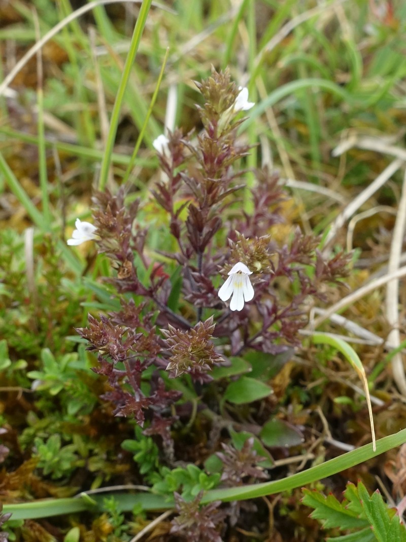 Euphrasia salisburgensis var. hibernica photo 2