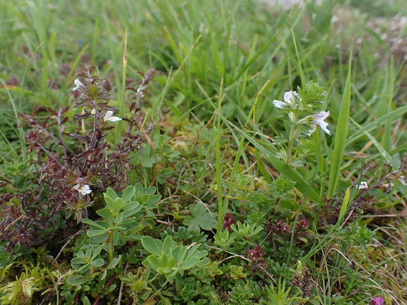 Euphrasia salisburgensis var. hibernica photo 4