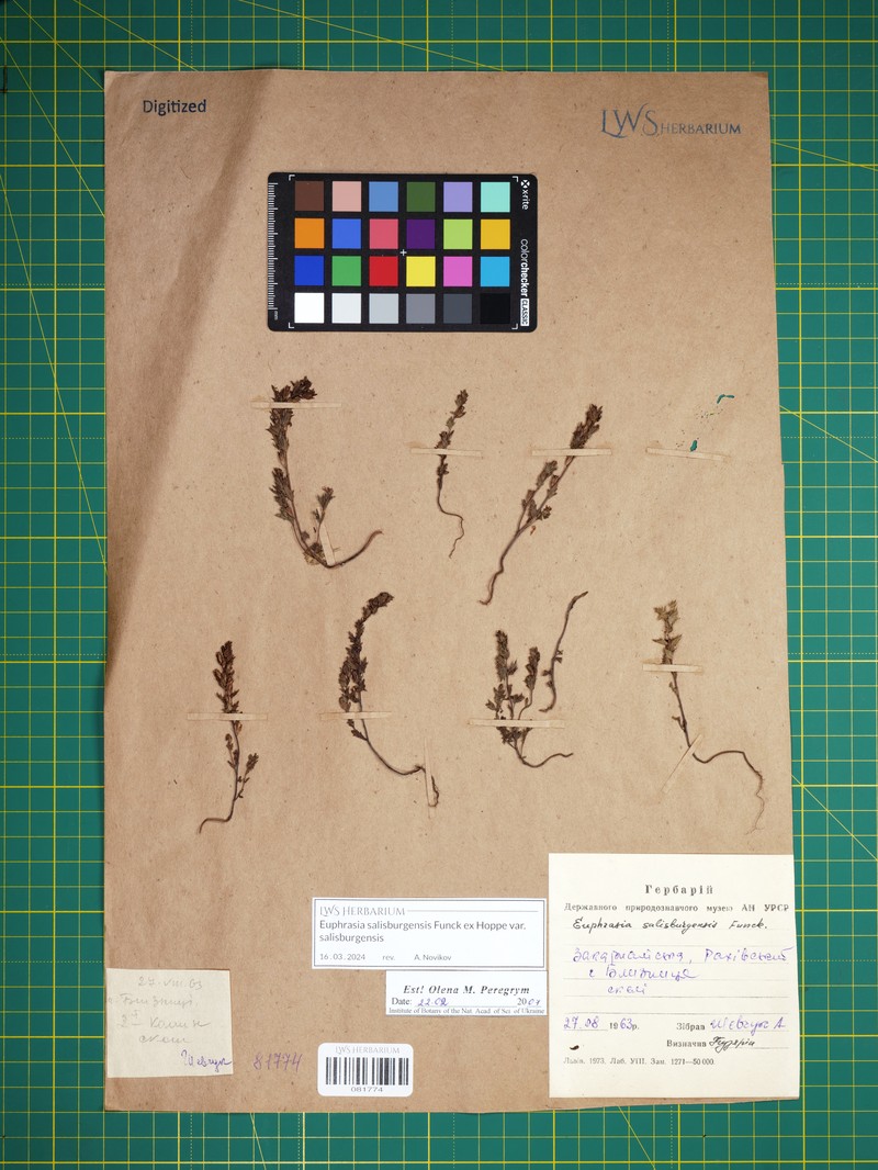 Euphrasia salisburgensis var. salisburgensis