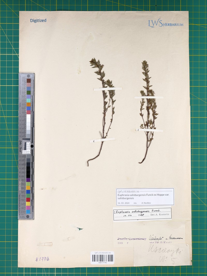 Euphrasia salisburgensis var. salisburgensis photo 3
